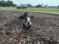 Sweet pea 🫛 , a female American Bully for sale in Richmond, TX – 8 of 10