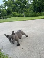Ricky, a male American Bully for sale in Richmond, TX – 2 of 7