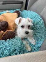 Love, a female Miniature Schnauzer for sale in Richmond, TX – Photo 9 of 9