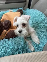 Love, a female Miniature Schnauzer for sale in Richmond, TX – Photo 6 of 9