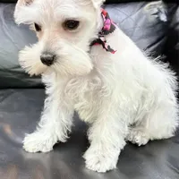 Love, a female Miniature Schnauzer for sale in Richmond, TX – Photo 3 of 9