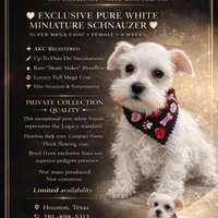 Love, a female Miniature Schnauzer for sale in Richmond, TX – Photo 1 of 9