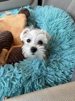 Love, a female Miniature Schnauzer for sale in Richmond, TX – Photo 5 of 9