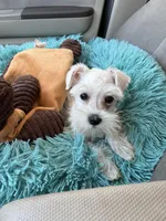 Love, a female Miniature Schnauzer for sale in Richmond, TX – Photo 8 of 9
