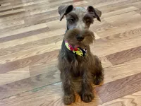 Dutches , a female Miniature Schnauzer for sale in Richmond, TX – 10 of 10
