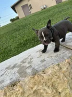 Ricky, a male American Bully for sale in Richmond, TX – 6 of 7