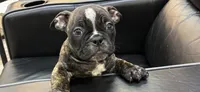 Koda, a female American Bully for sale in Richmond, TX – 8 of 10