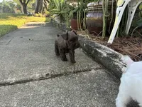 Maple, a female Miniature Schnauzer for sale in Richmond, TX – 4 of 7