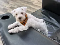 Princeton , a male Miniature Schnauzer for sale in Richmond, TX – 10 of 10