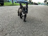 Norris, a male American Bully for sale in Richmond, TX – 3 of 4