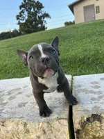 Ricky, a male American Bully for sale in Richmond, TX – 5 of 7