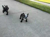 Sweet pea 🫛 , a female American Bully for sale in Richmond, TX – 6 of 10