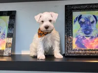 Princeton , a male Miniature Schnauzer for sale in Richmond, TX – 6 of 10