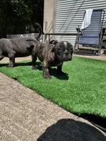 Koda, a female American Bully for sale in Richmond, TX – 4 of 10