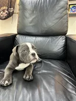 Zuri, a female American Bully for sale in Richmond, TX – 4 of 9