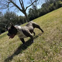 Cherokee, a female American Bully for sale in Richmond, TX – Photo 6 of 10