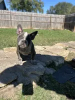 Cherokee, a female American Bully for sale in Richmond, TX – Photo 7 of 10