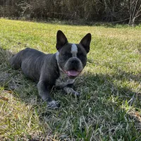 Cherokee, a female American Bully for sale in Richmond, TX – Photo 7 of 10