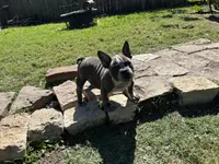 Cherokee, a female American Bully for sale in Richmond, TX – Photo 5 of 10