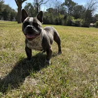 Cherokee, a female American Bully for sale in Richmond, TX – Photo 2 of 10