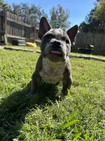 Cherokee, a female American Bully for sale in Richmond, TX – Photo 2 of 10