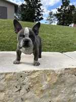 Cherokee, a female American Bully for sale in Richmond, TX – Photo 6 of 10