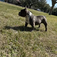 Cherokee, a female American Bully for sale in Richmond, TX – Photo 9 of 10