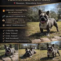 Cherokee, a female American Bully for sale in Richmond, TX – Photo 1 of 10