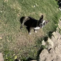 Cherokee, a female American Bully for sale in Richmond, TX – Photo 10 of 10