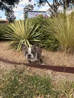Cherokee, a female American Bully for sale in Richmond, TX – Photo 9 of 10