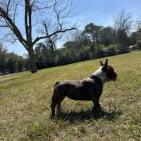 Cherokee, a female American Bully for sale in Richmond, TX – Photo 3 of 10