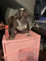 Cherokee, a female American Bully for sale in Richmond, TX – Photo 10 of 10