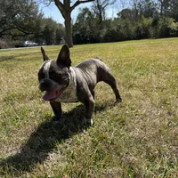 Cherokee, a female American Bully for sale in Richmond, TX – Photo 5 of 10