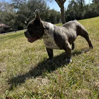 Cherokee, a female American Bully for sale in Richmond, TX – Photo 4 of 10