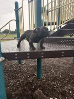 Koda, a female American Bully for sale in Richmond, TX – 2 of 10