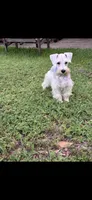 Snow man, a male Miniature Schnauzer for sale in Richmond, TX – 4 of 4