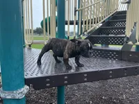 Koda, a female American Bully for sale in Richmond, TX – 10 of 10