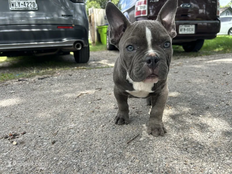 Ricky – American Bully puppy for sale in Richmond, TX