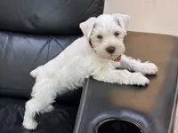 Princeton , a male Miniature Schnauzer for sale in Richmond, TX – 8 of 10