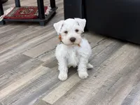 Princeton , a male Miniature Schnauzer for sale in Richmond, TX – 7 of 10