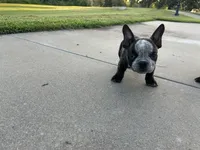 Sweet pea 🫛 , a female American Bully for sale in Richmond, TX – 3 of 10