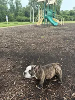Sweet pea 🫛 , a female American Bully for sale in Richmond, TX – 4 of 10