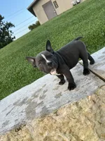 Ricky, a male American Bully for sale in Richmond, TX – 7 of 7
