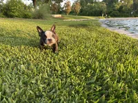 Sweet pea 🫛 , a female American Bully for sale in Richmond, TX – 10 of 10