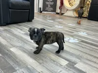 Koda, a female American Bully for sale in Richmond, TX – 3 of 10