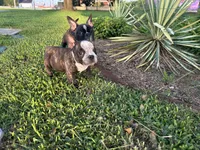 Sweet pea 🫛 , a female American Bully for sale in Richmond, TX – 9 of 10