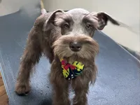 Dutches , a female Miniature Schnauzer for sale in Richmond, TX – 3 of 10