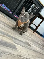 Norris, a male American Bully for sale in Richmond, TX – 3 of 8