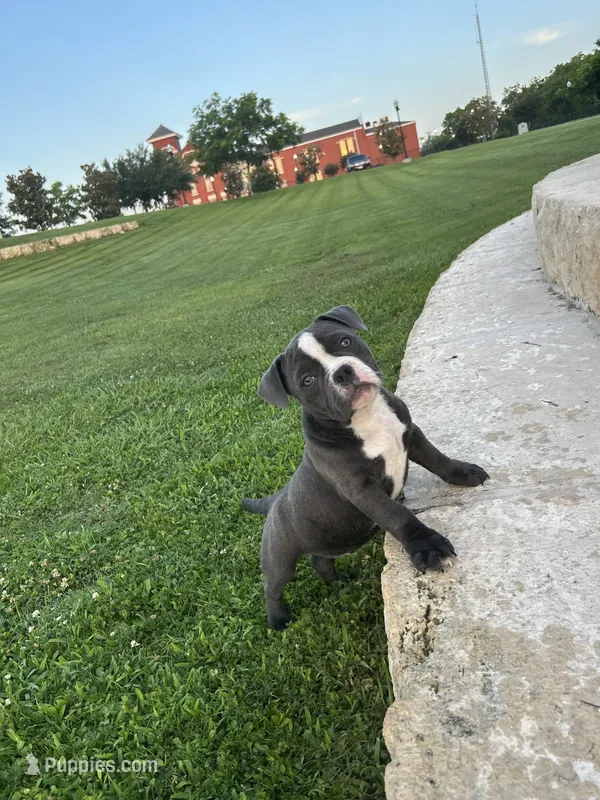 Zuri – American Bully puppy for sale in Richmond, TX