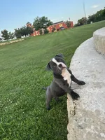 Zuri, a female American Bully for sale in Richmond, TX – 6 of 7